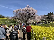 三春の滝桜